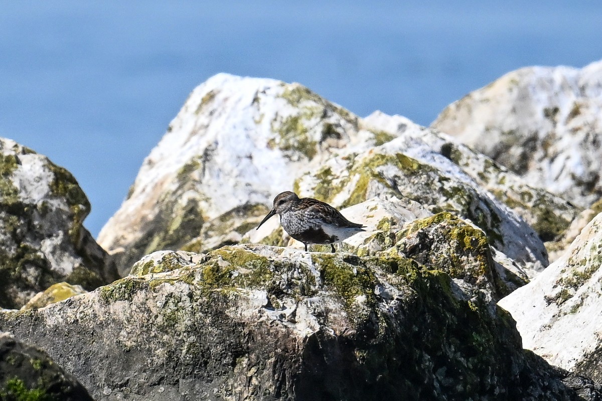 Dunlin - ML647274144