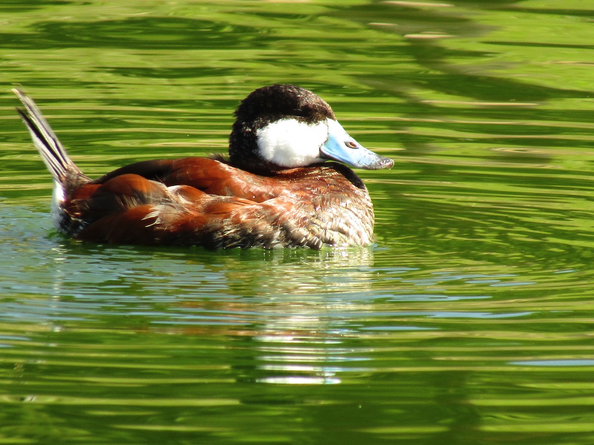 Ruddy Duck - ML647274145