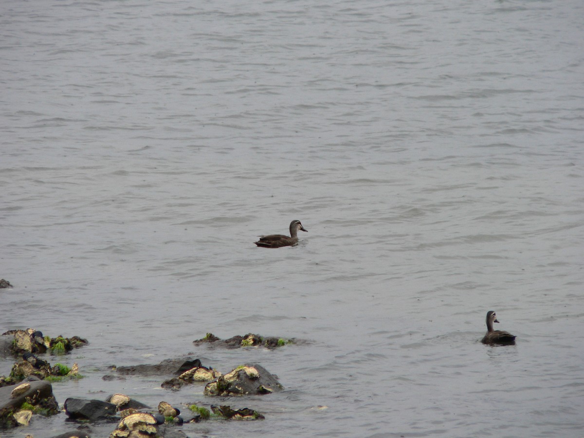 Pacific Black Duck - ML647274146