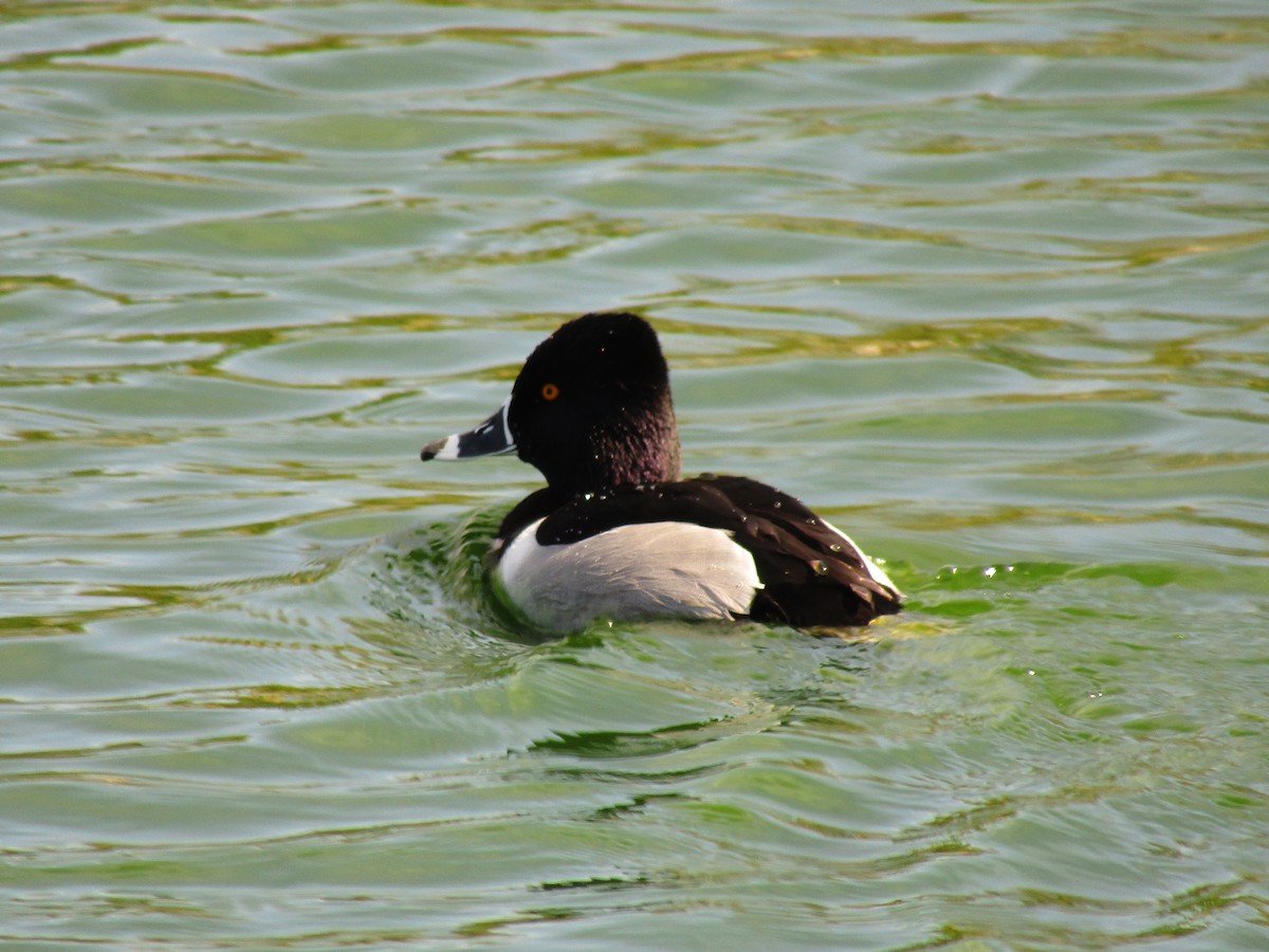 Ring-necked Duck - ML647274147