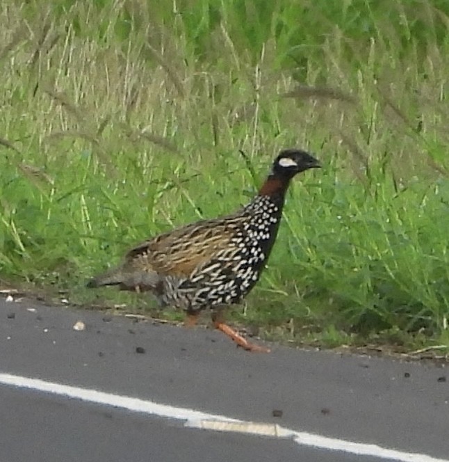 Black Francolin - ML647274148