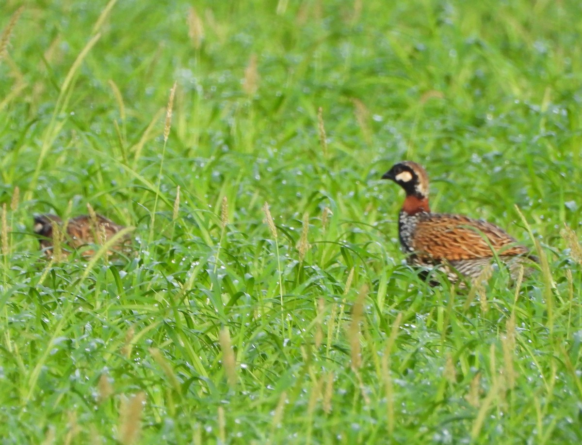 Black Francolin - ML647274149