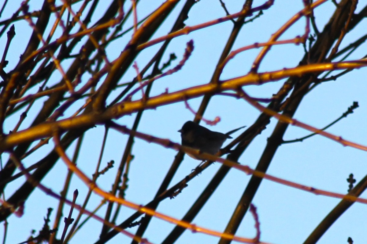 Dark-eyed Junco - ML647274150