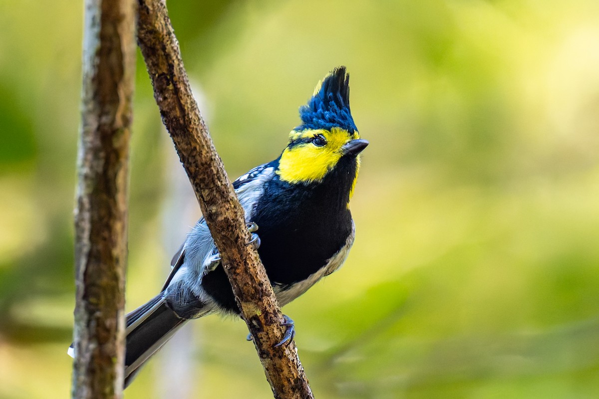 Yellow-cheeked Tit - ML647274152