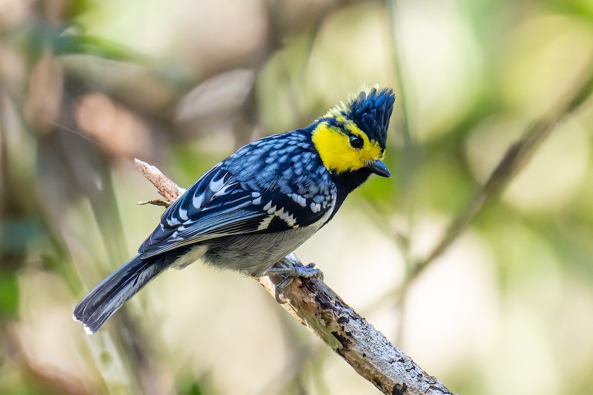 Yellow-cheeked Tit - ML647274153