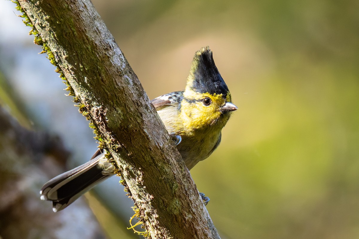 Yellow-cheeked Tit - ML647274154