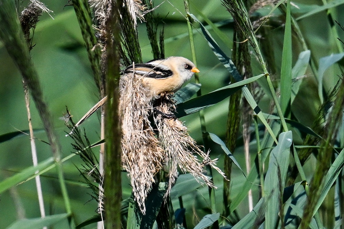Bearded Reedling - ML647274155
