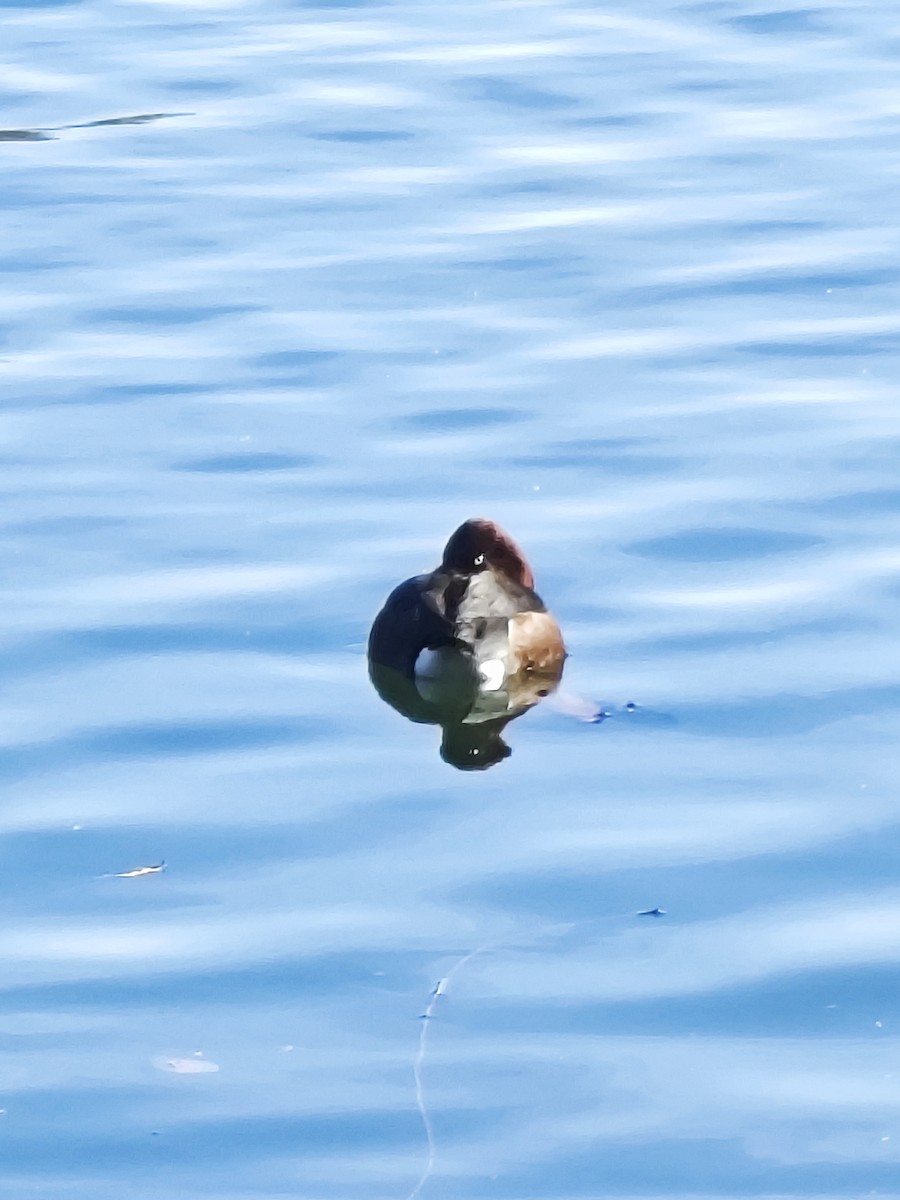 Ferruginous Duck - ML647274156