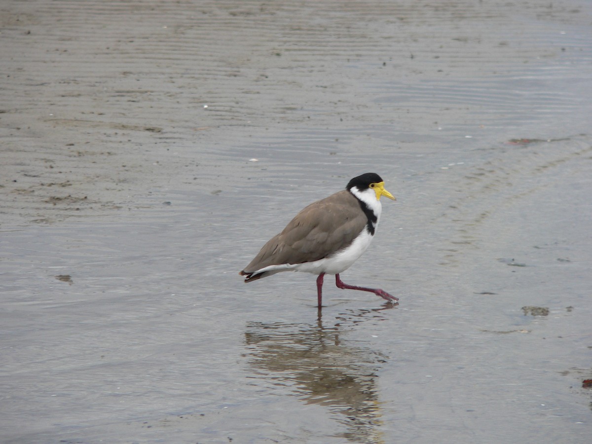 Masked Lapwing (Black-shouldered) - ML647274157