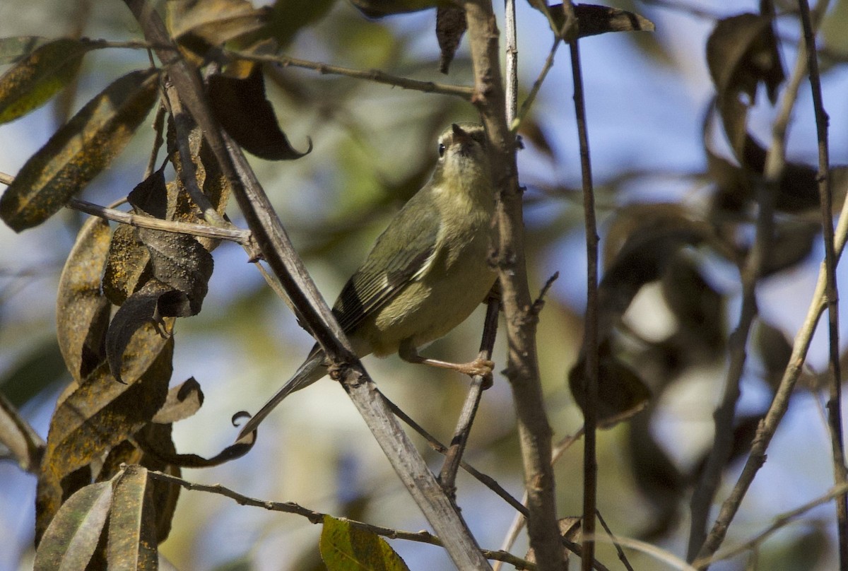 Синеспинная древесница - ML647274158