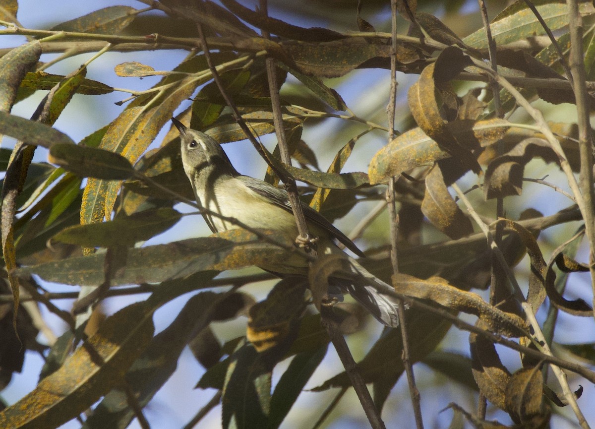 Синеспинная древесница - ML647274159