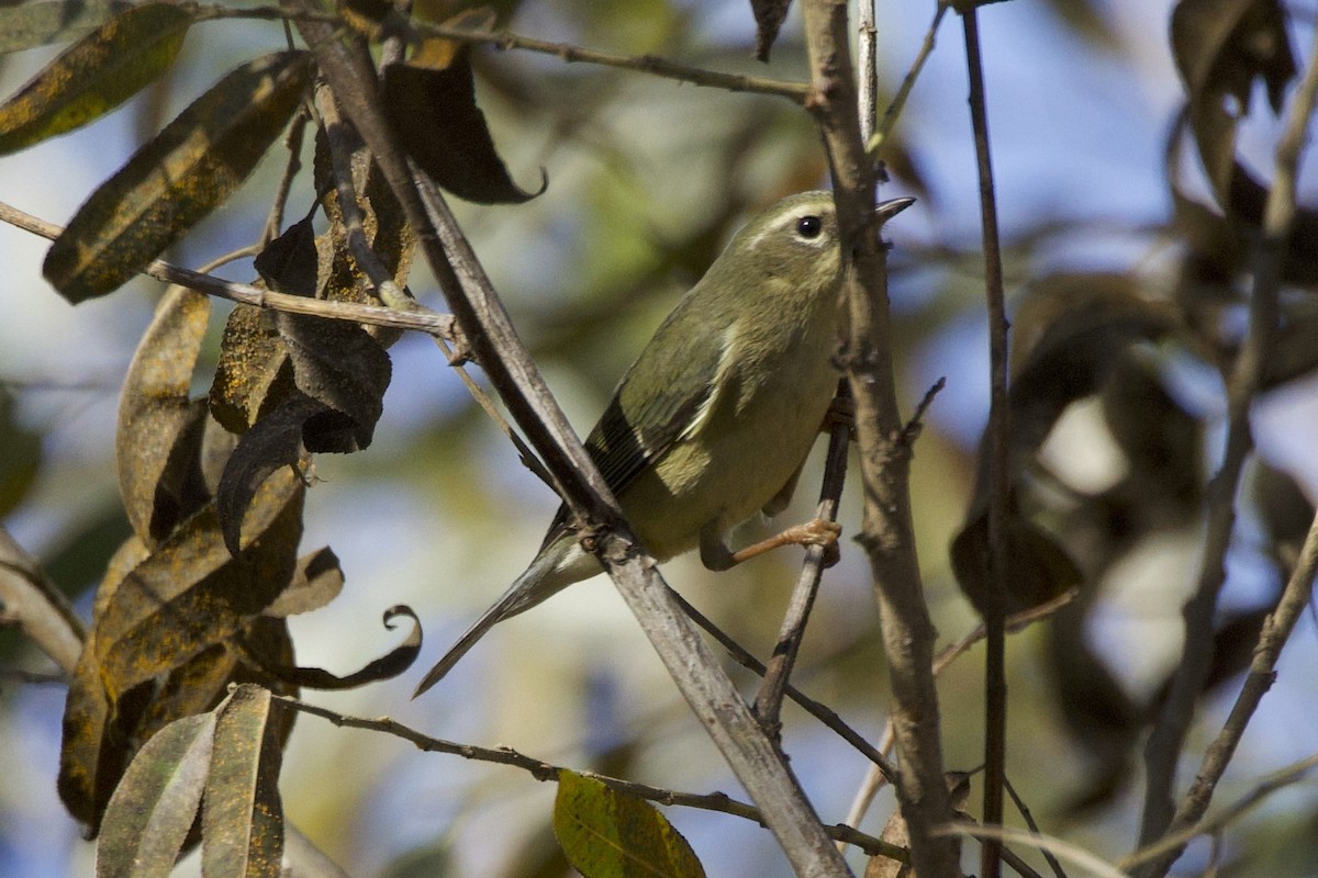 Синеспинная древесница - ML647274160