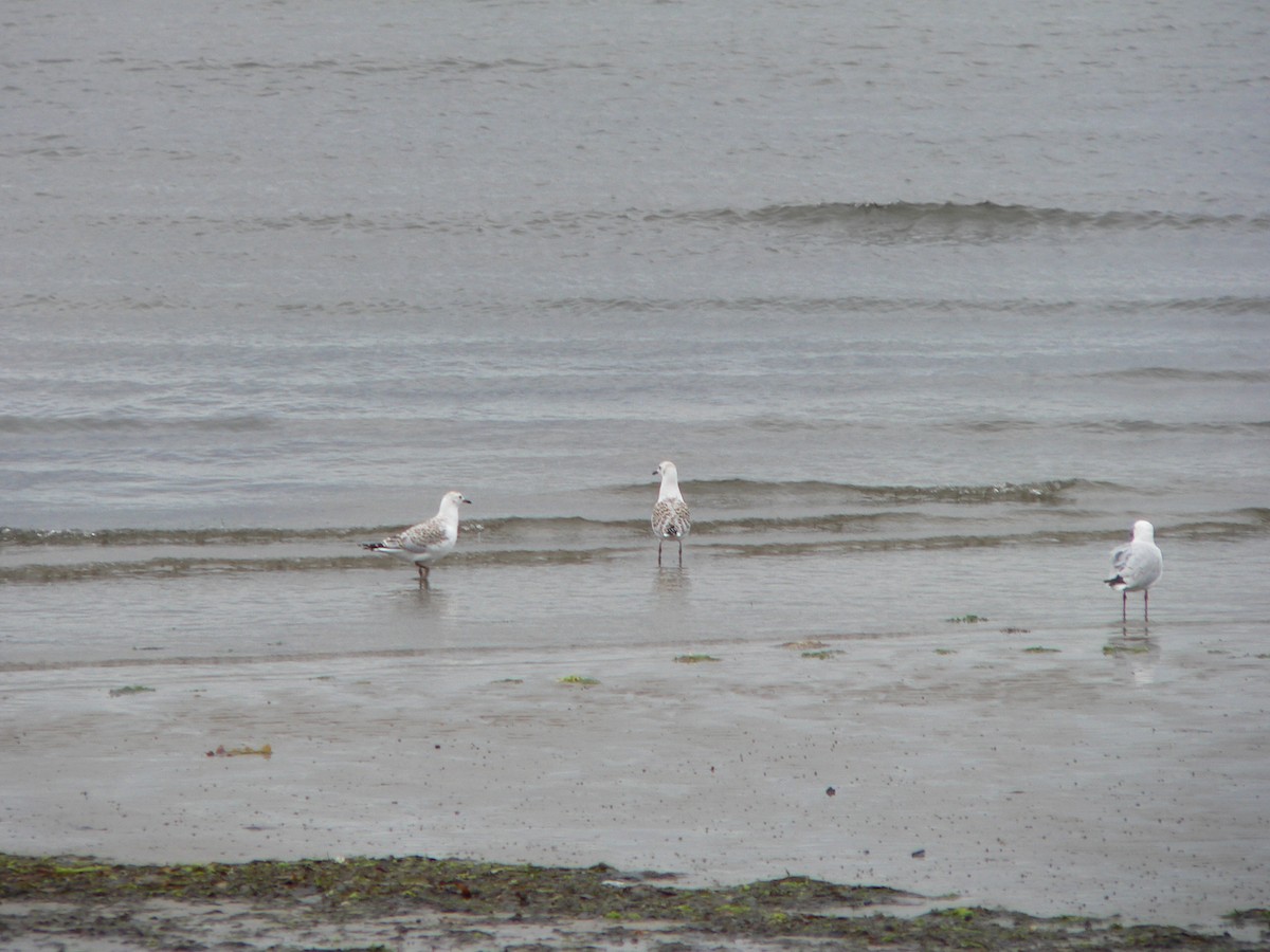 Silver Gull - ML647274161