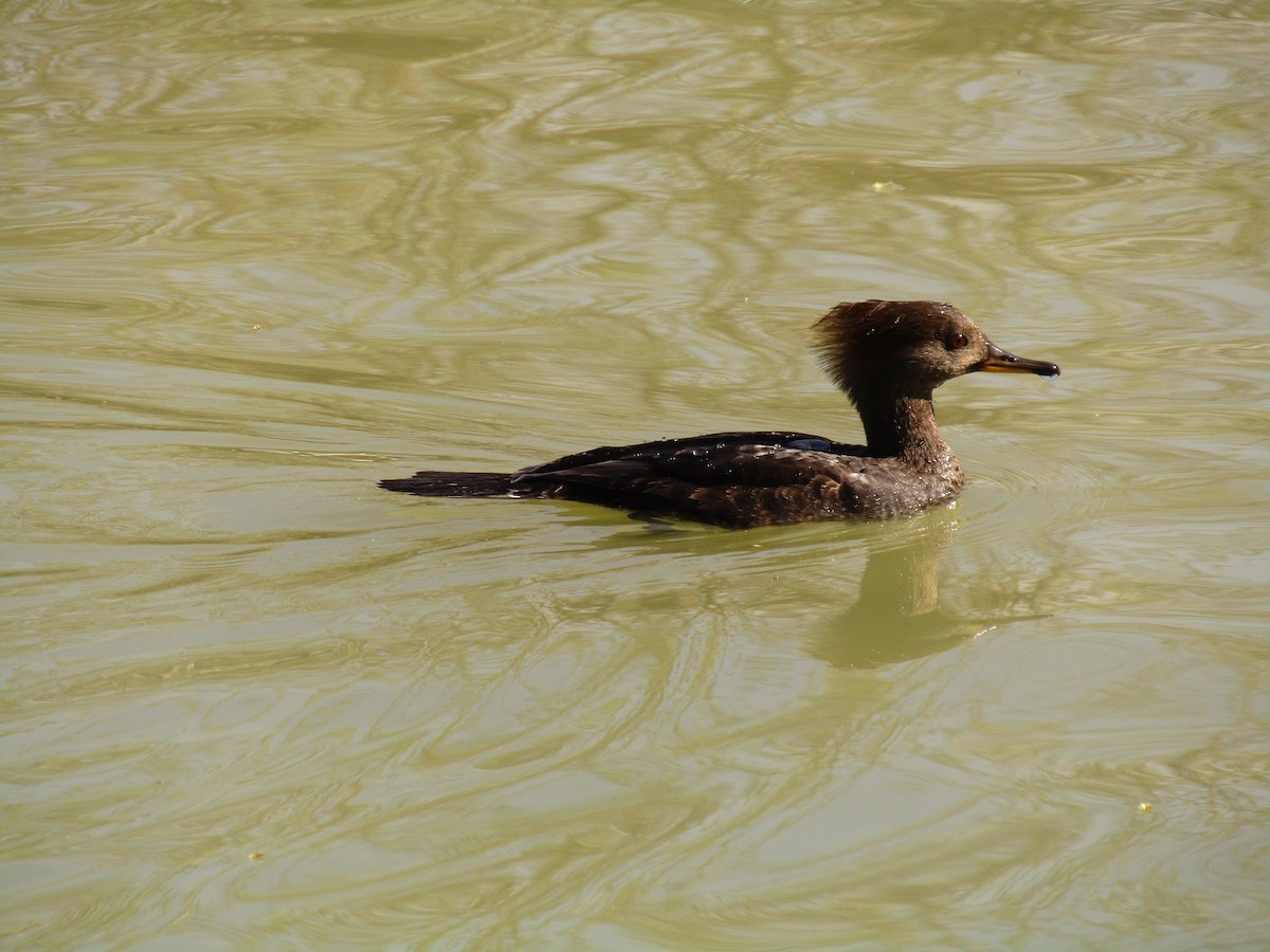 Hooded Merganser - ML647274162