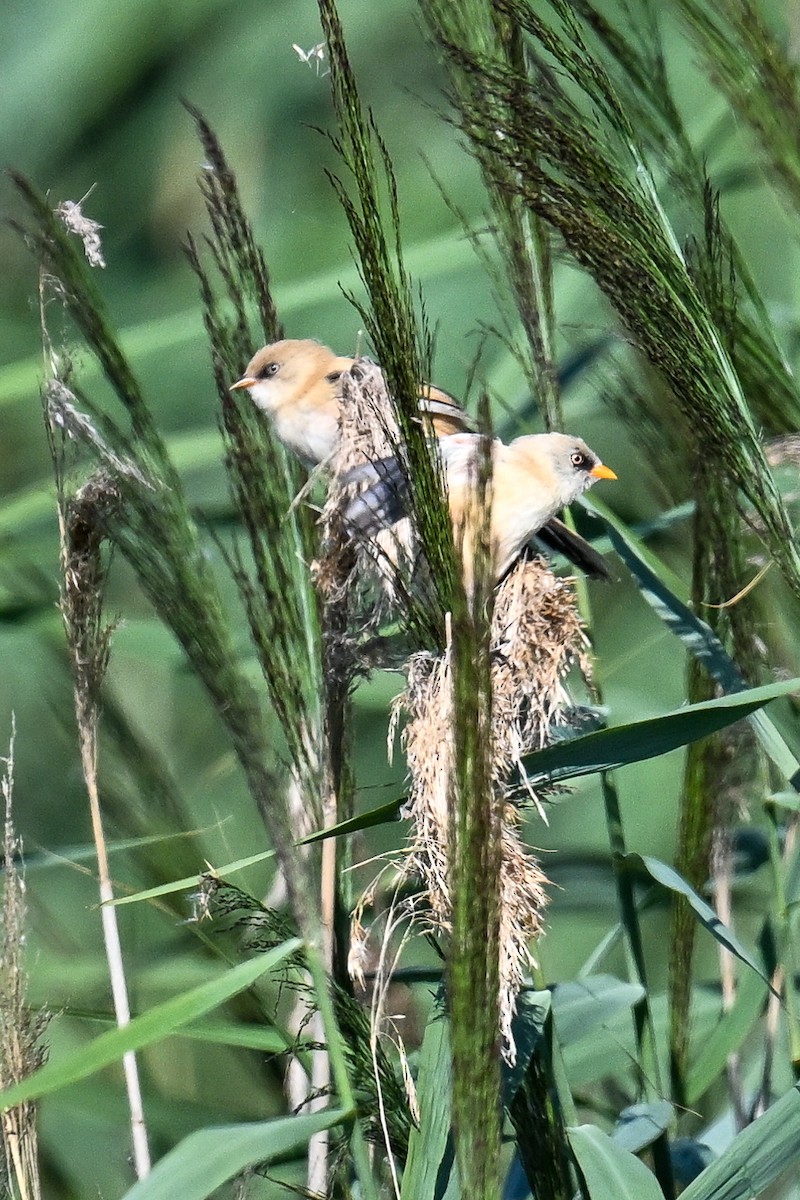 Bearded Reedling - ML647274163
