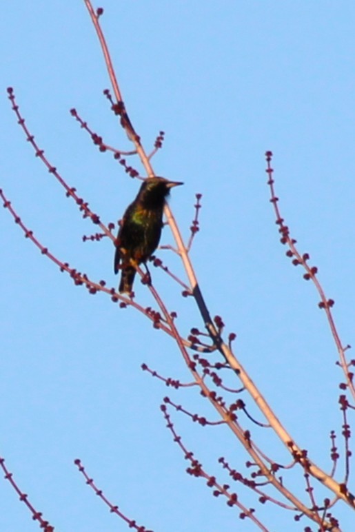 European Starling - ML647274174