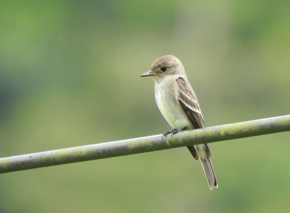 Pioui de l'Ouest - ML647274203