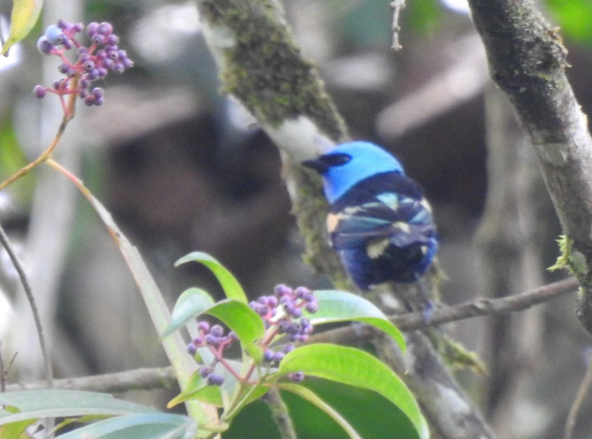 Blue-necked Tanager - ML647274204