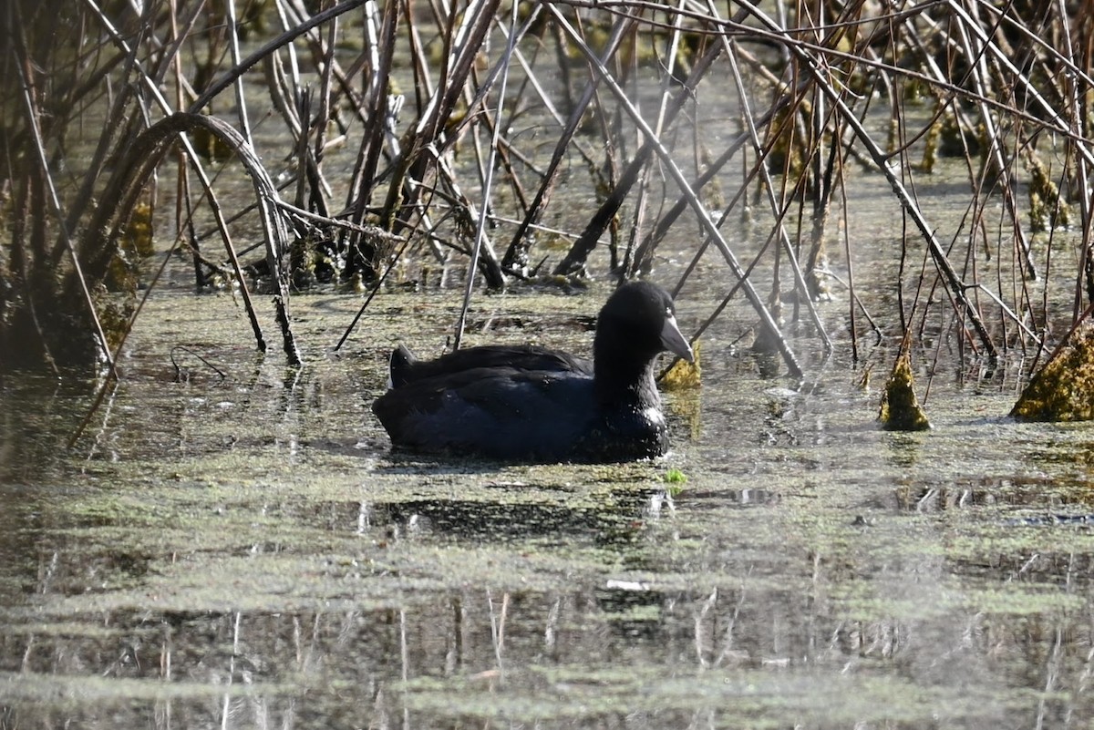 Focha Americana - ML647274226