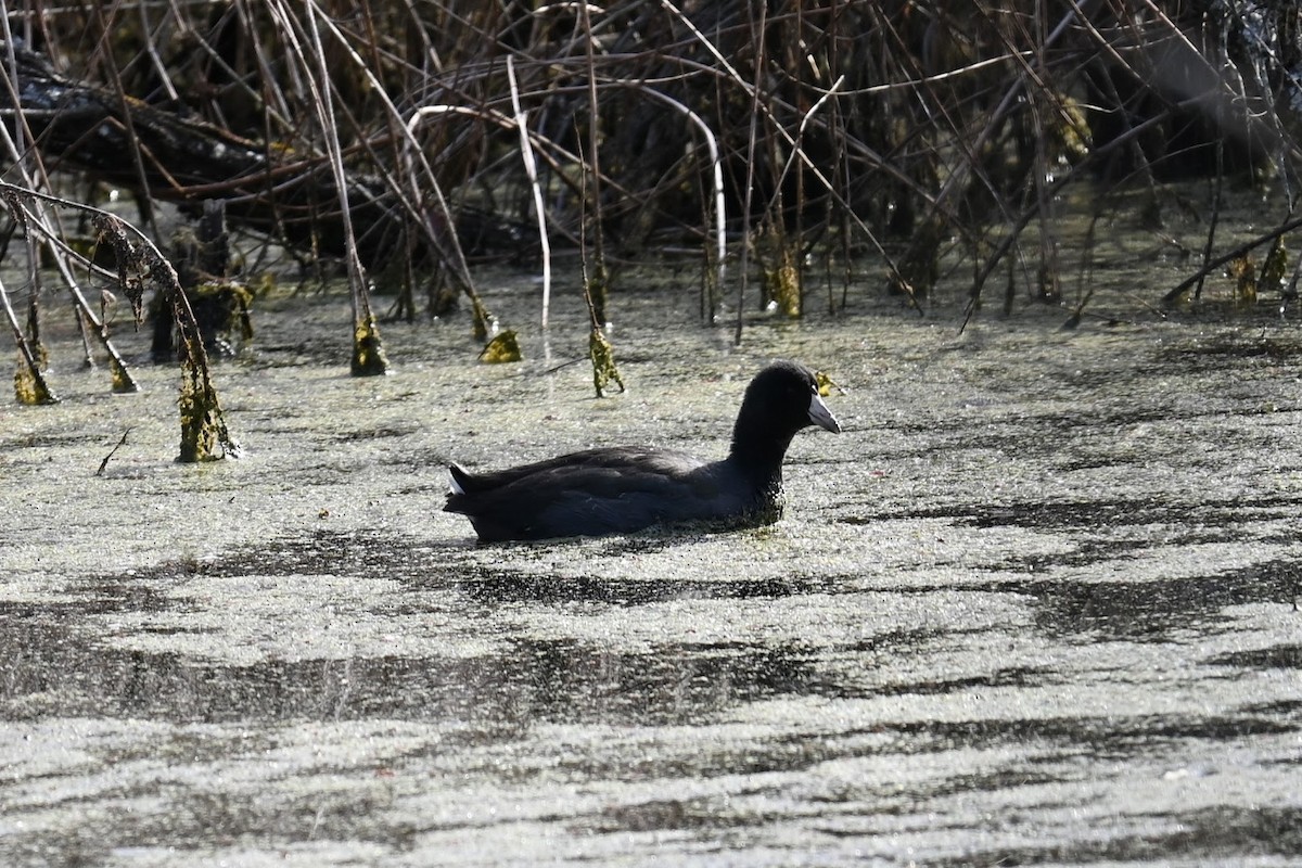 Focha Americana - ML647274227