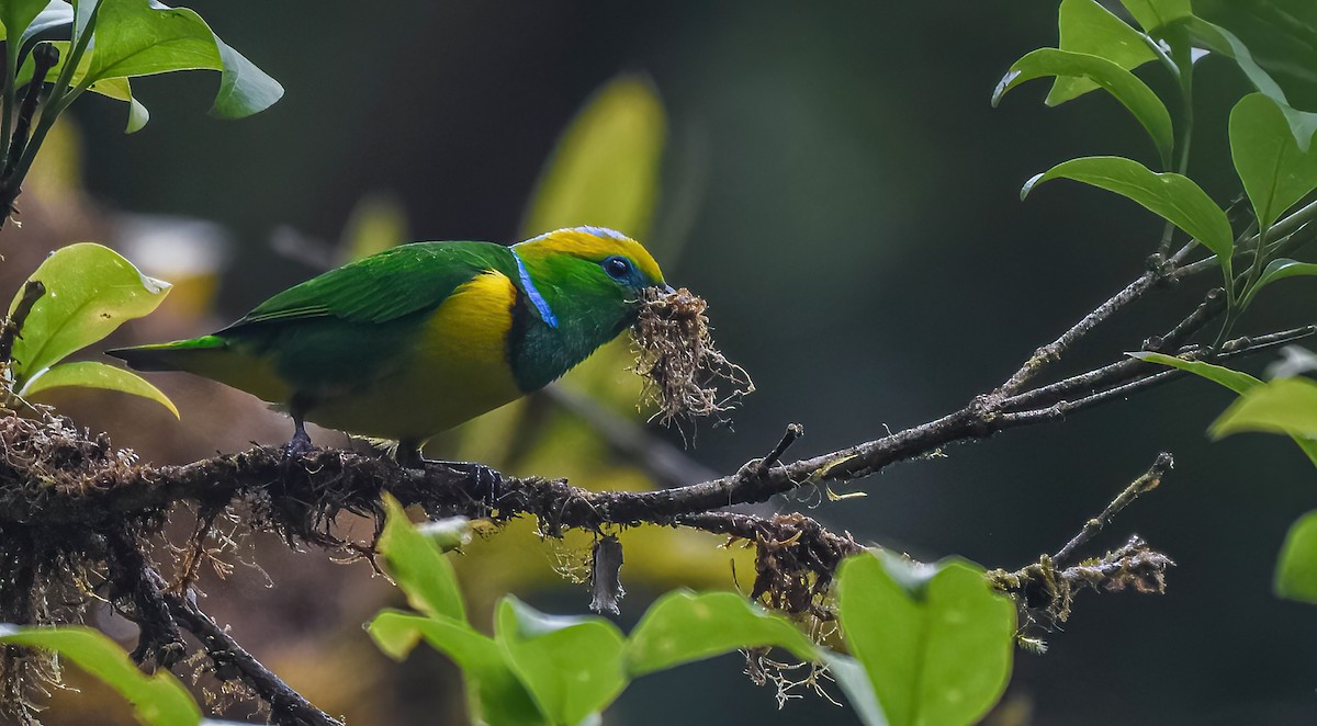 Golden-browed Chlorophonia - ML647274232