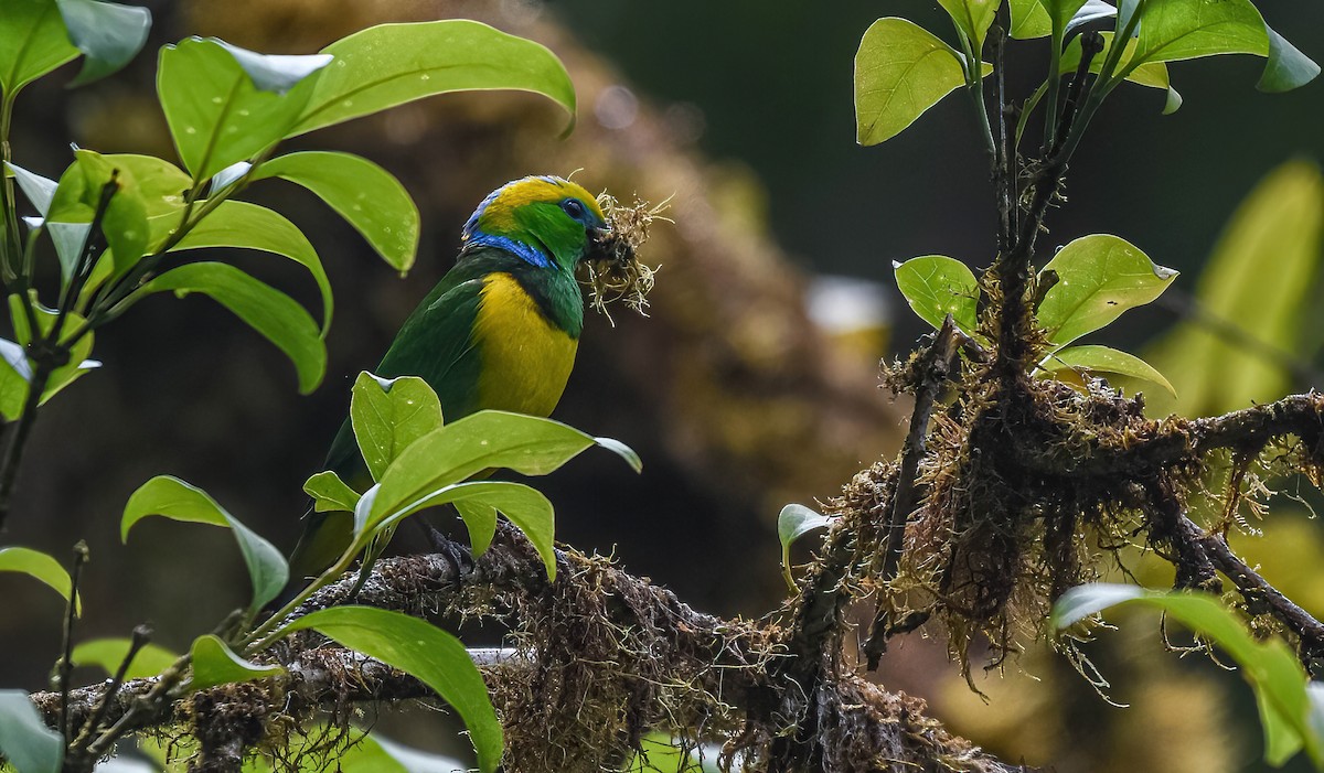 Golden-browed Chlorophonia - ML647274233