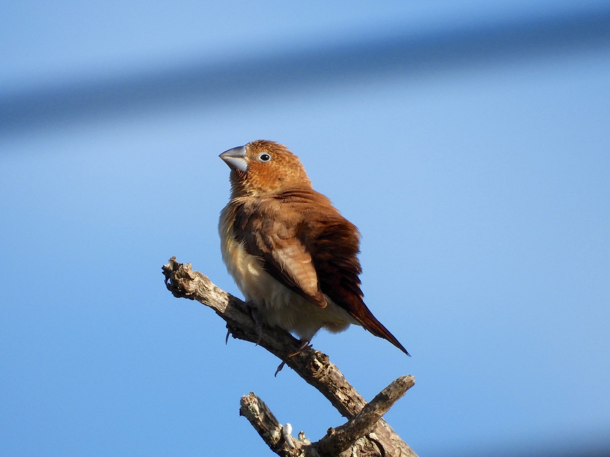 アフリカギンバシ - ML647274234