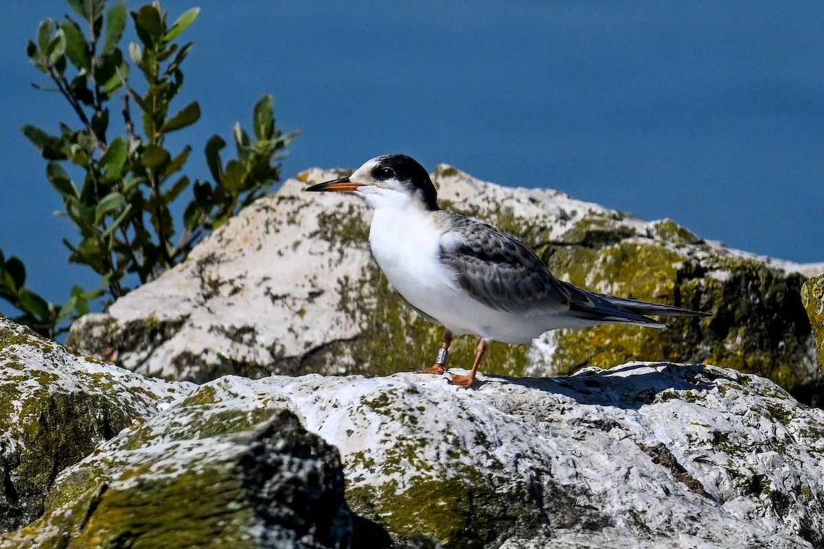 Common Tern - ML647274235