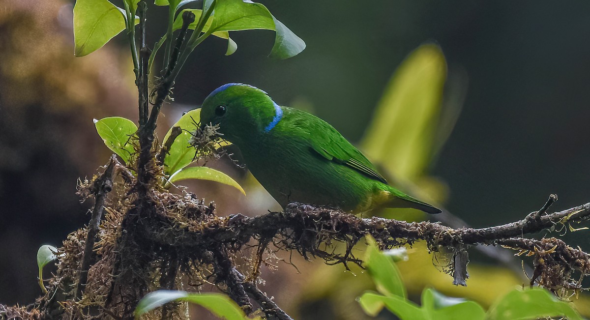 Golden-browed Chlorophonia - ML647274237