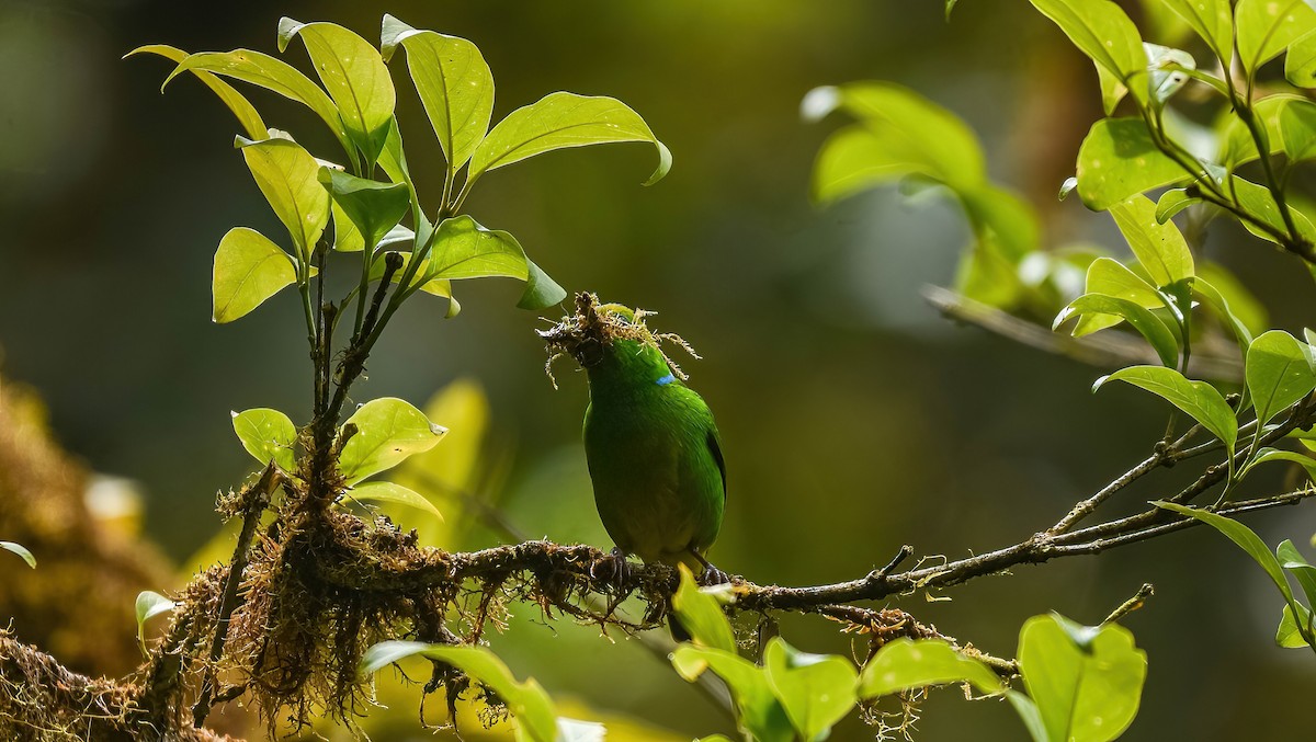 Golden-browed Chlorophonia - ML647274244