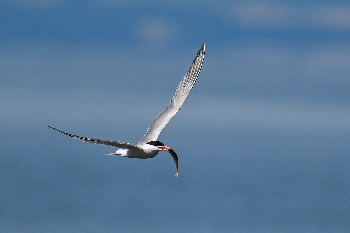 Common Tern - ML647274246