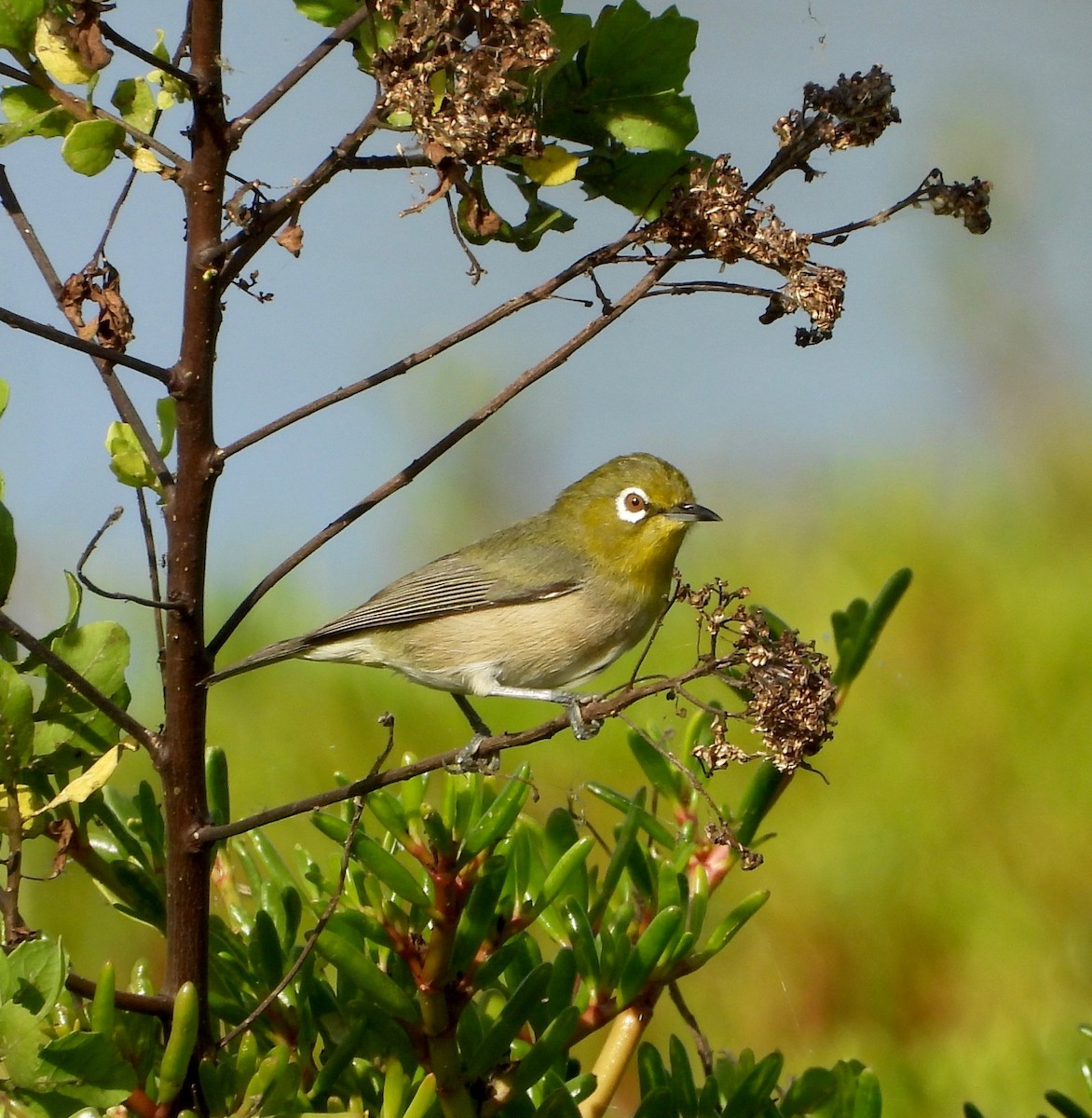 Warbling White-eye - ML647274251
