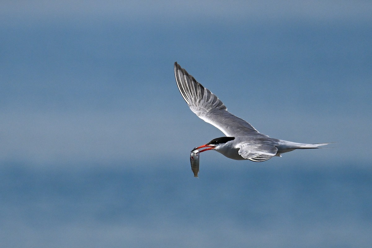Common Tern - ML647274263