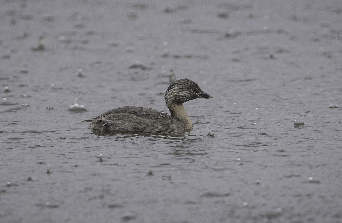 potápka šedohlavá - ML647274265