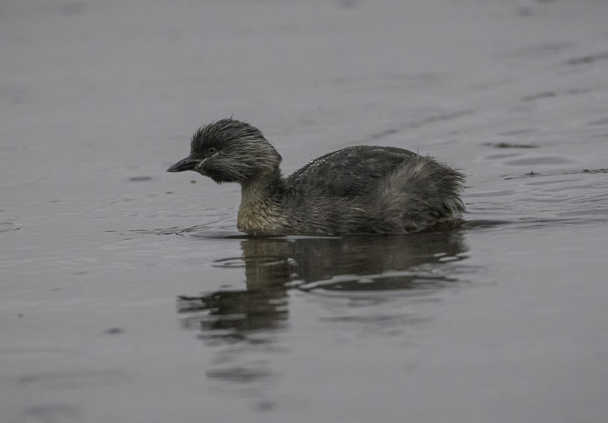 potápka šedohlavá - ML647274266