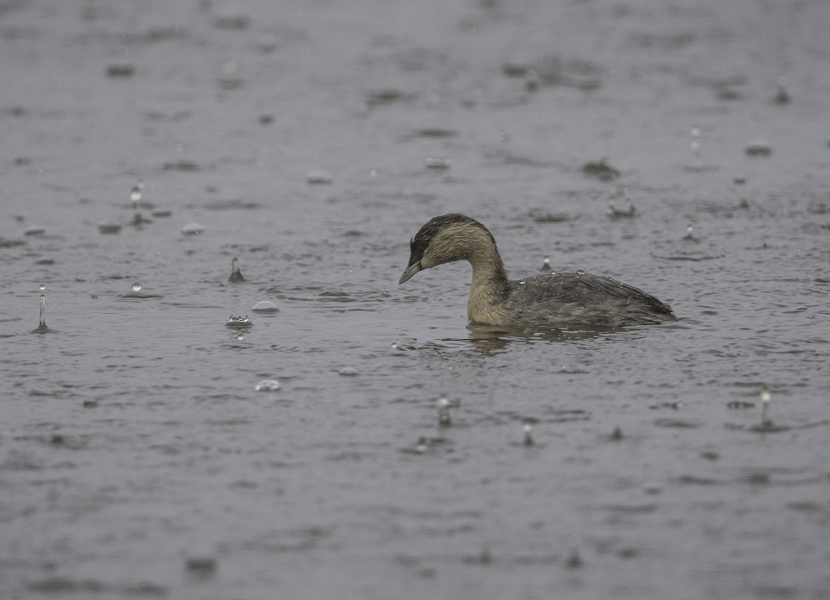 potápka šedohlavá - ML647274267