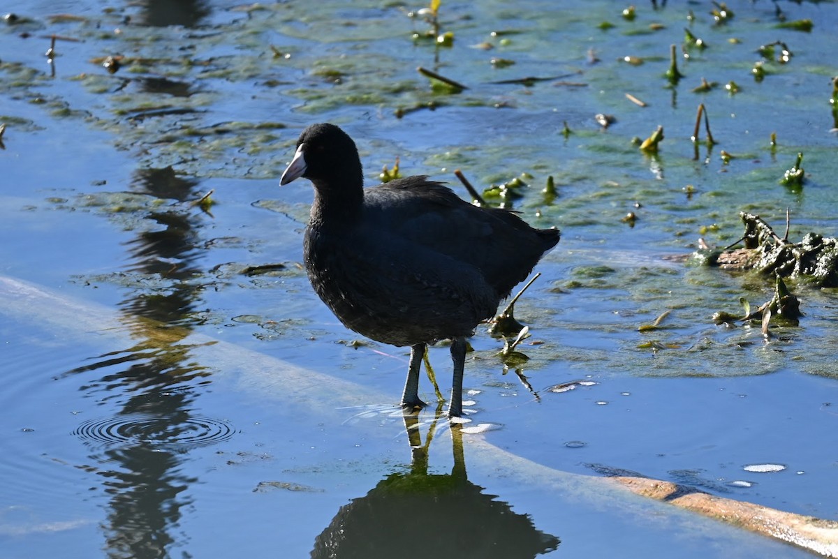 Focha Americana - ML647274272