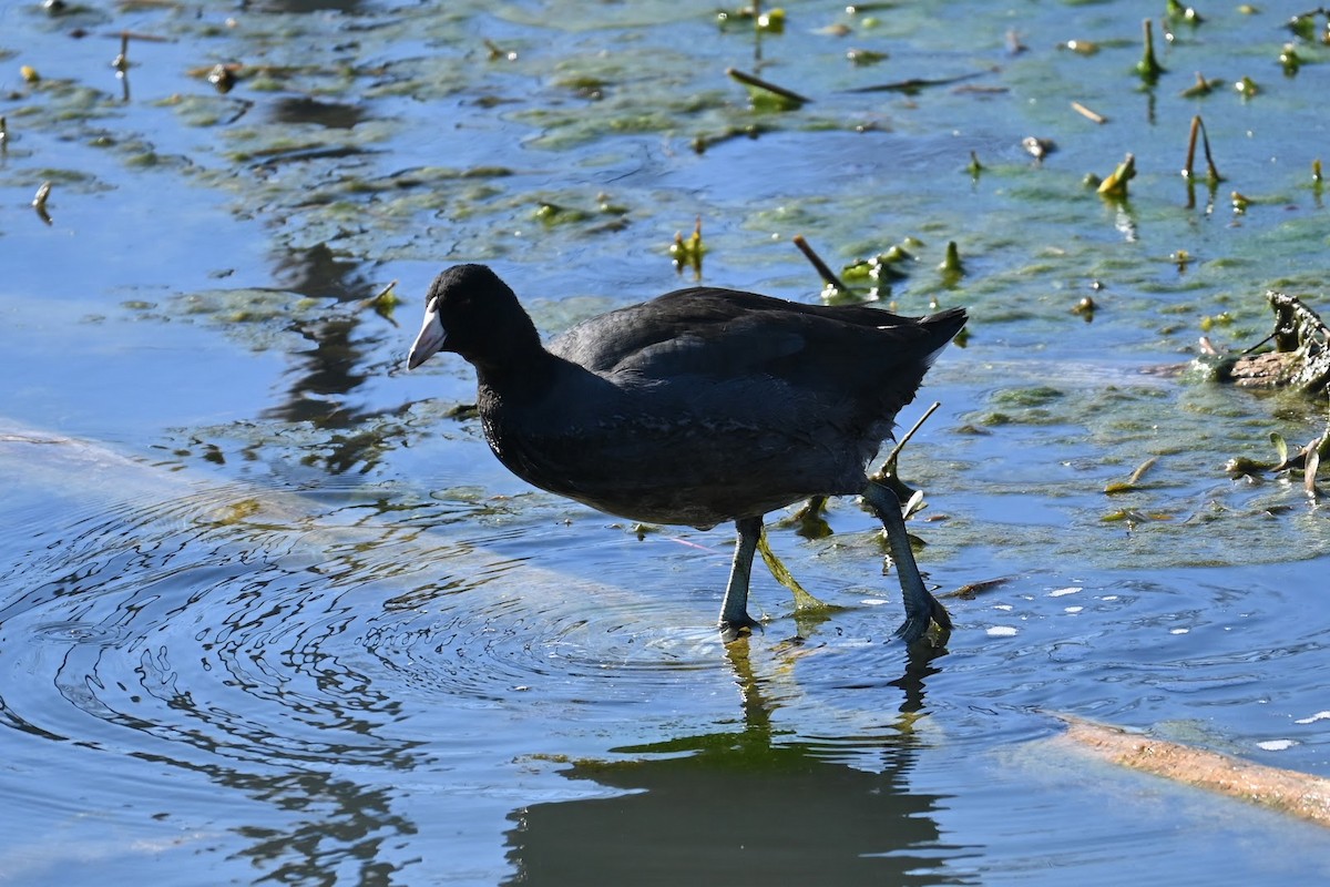 Focha Americana - ML647274273