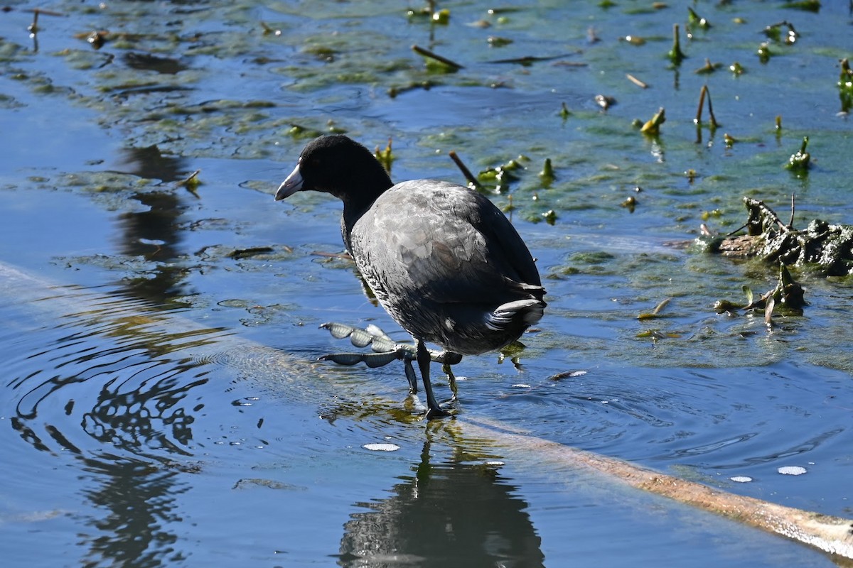 Focha Americana - ML647274274