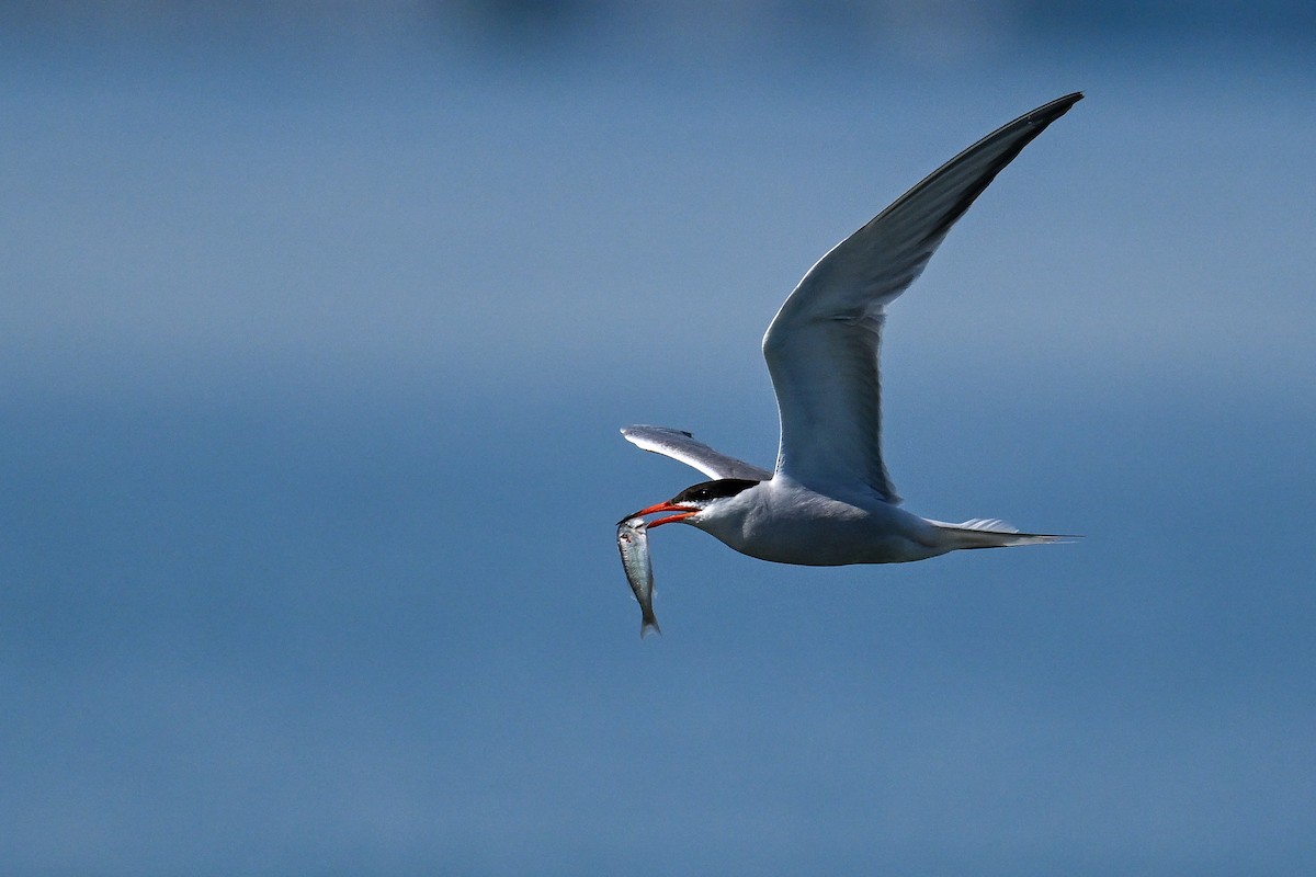 Common Tern - ML647274276