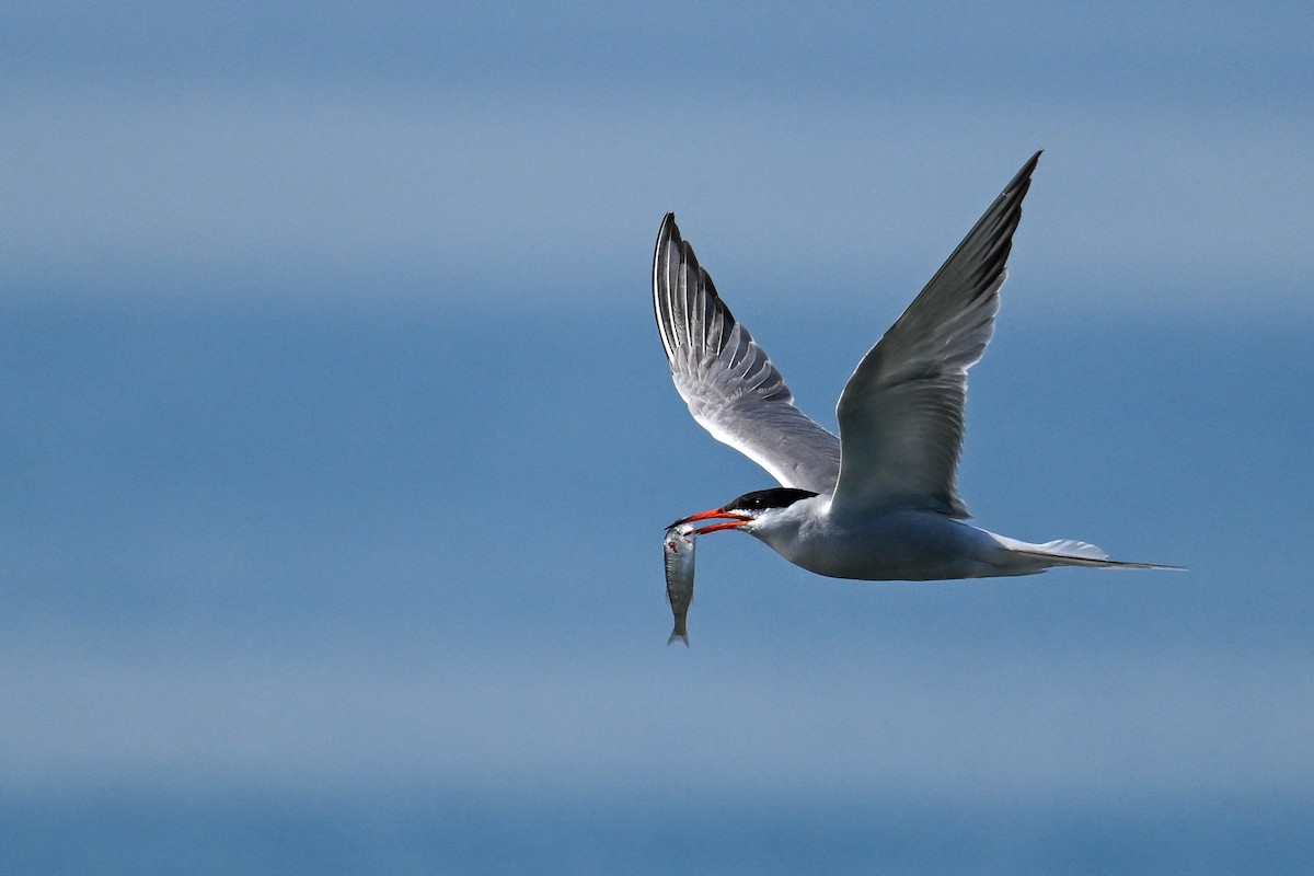 Common Tern - ML647274279