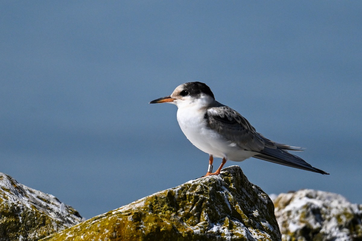 Common Tern - ML647274286