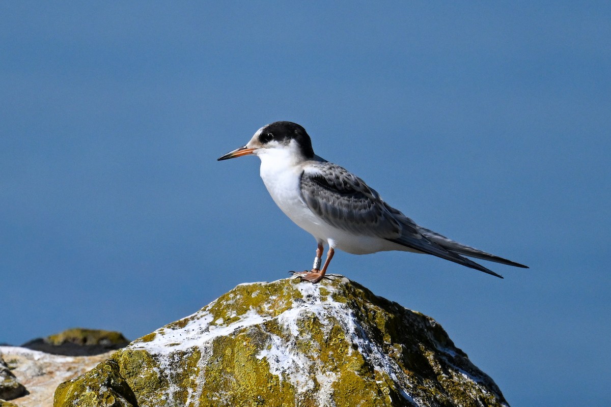 Common Tern - ML647274293