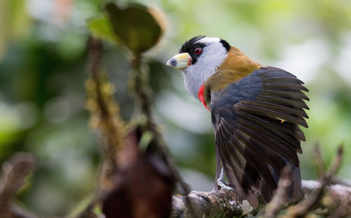 Toucan Barbet - ML647274303