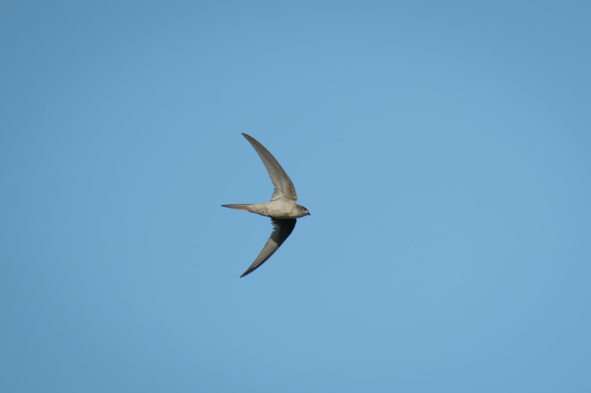 Asian Palm Swift - ML647274306