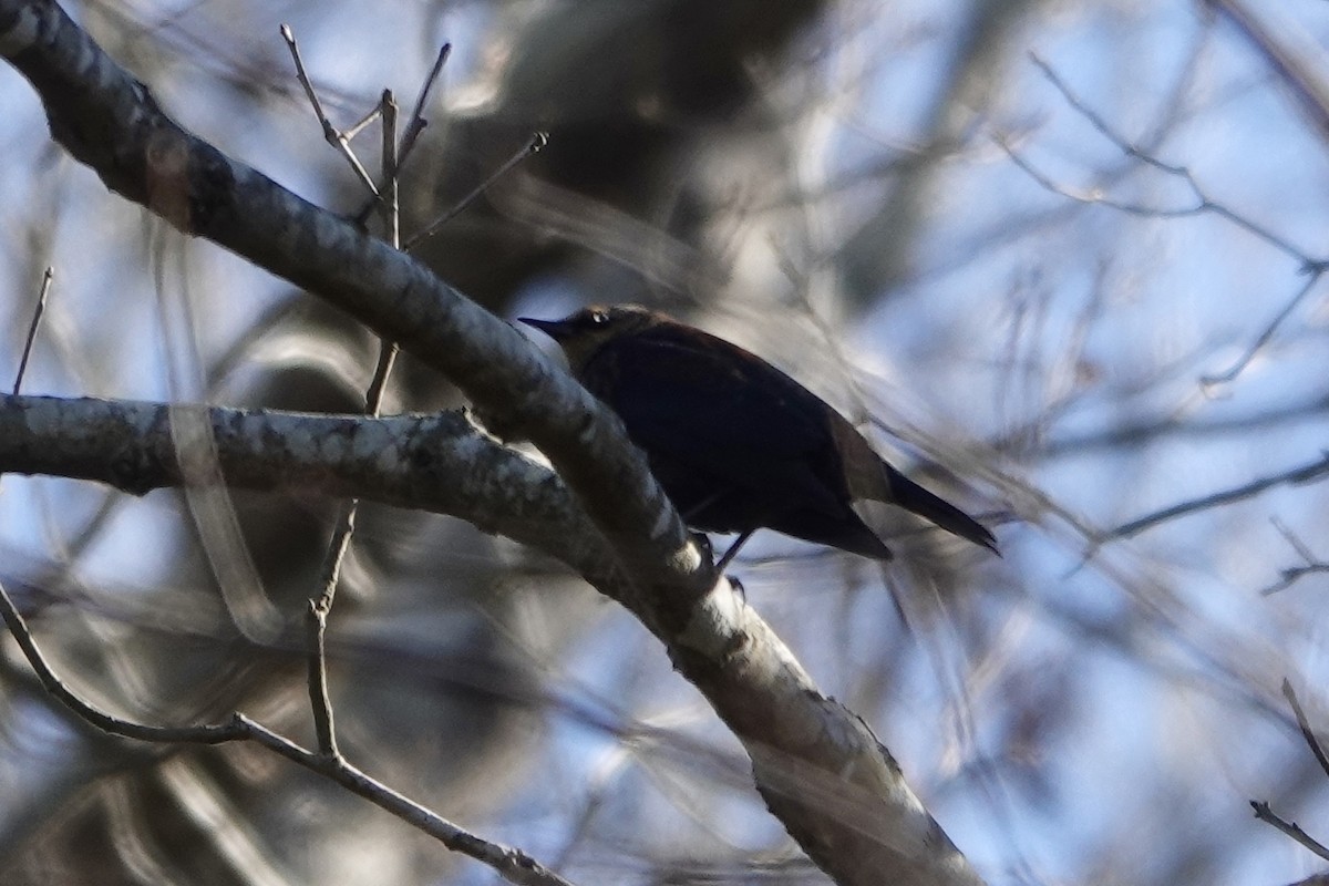 Rusty Blackbird - ML647274308