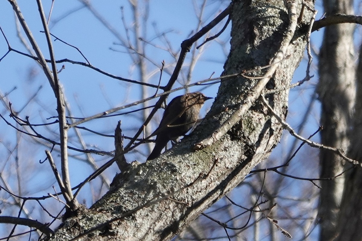 Rusty Blackbird - ML647274309