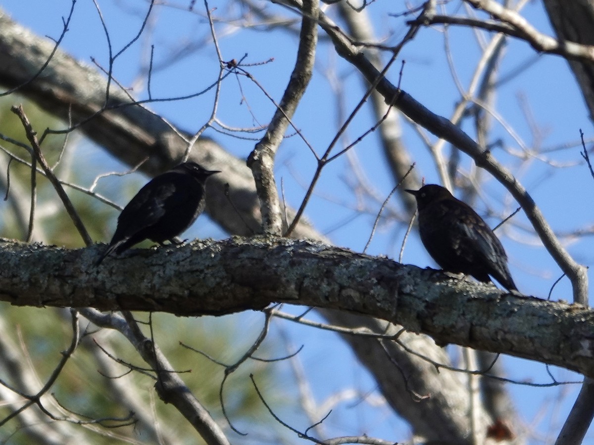 Rusty Blackbird - ML647274310