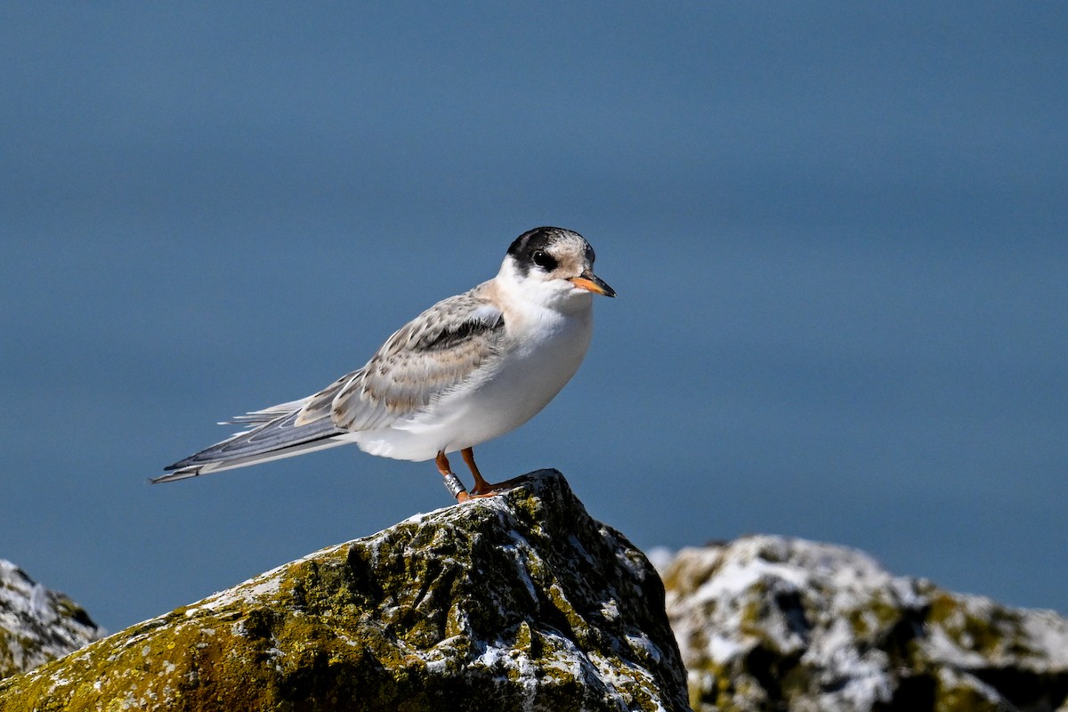 Common Tern - ML647274311