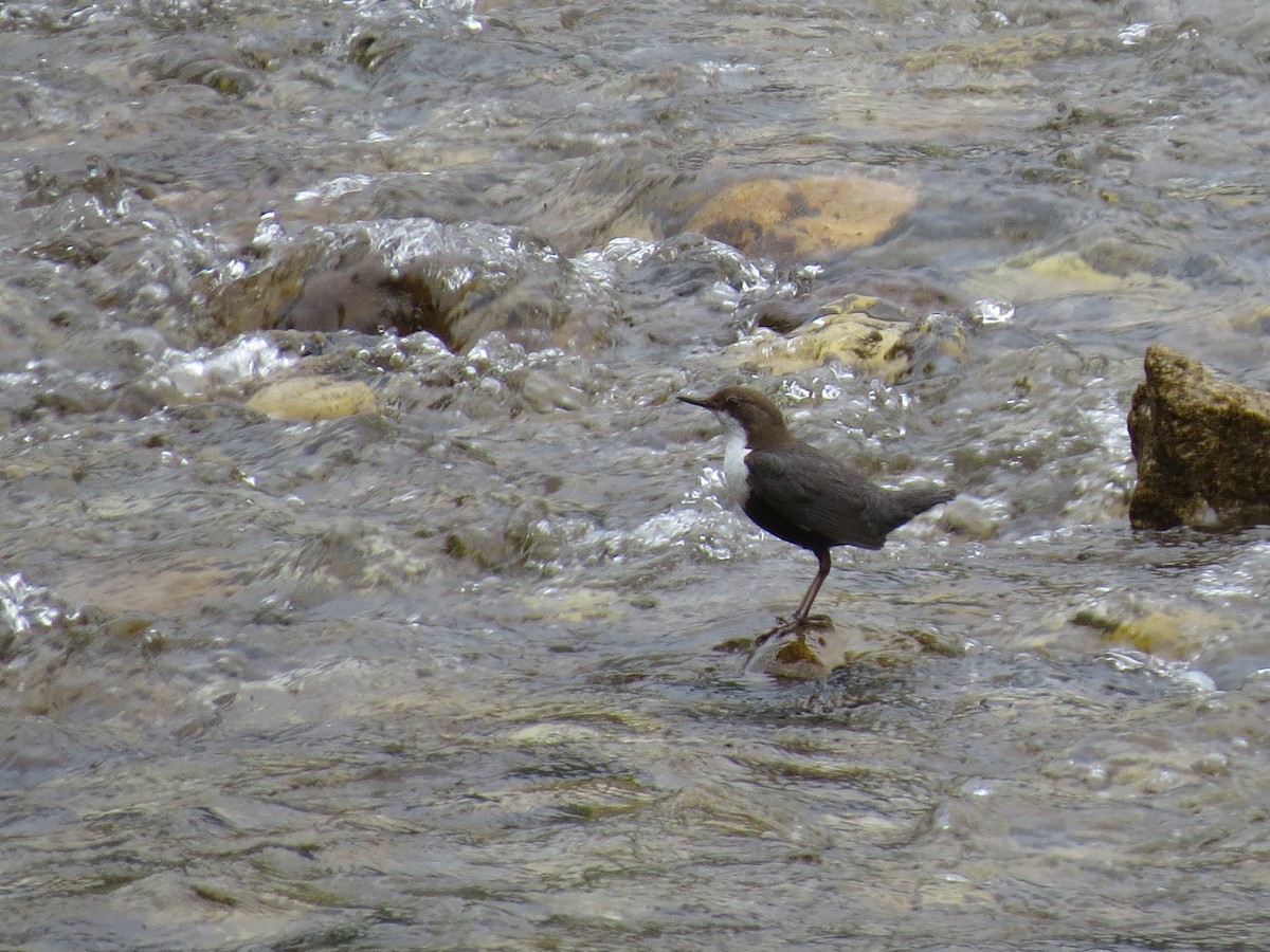 White-throated Dipper - ML647274317